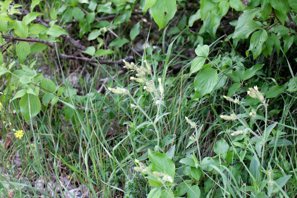 Смолёвка двудомная (Silene dioica) .