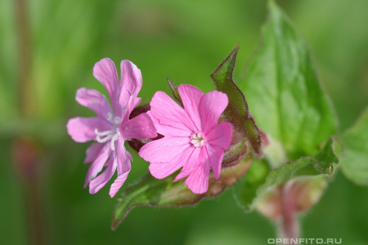 Смолевка армериевидная
