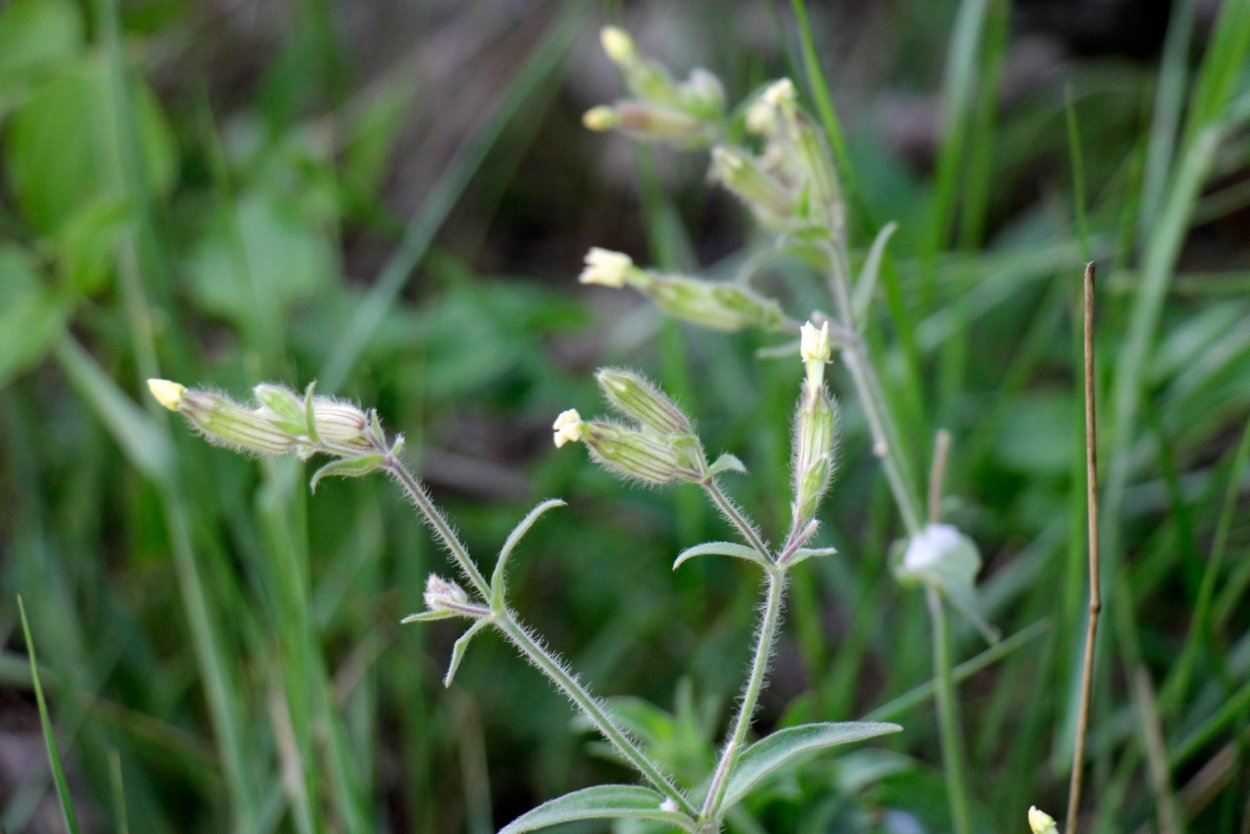 Смолевка Дрема белая