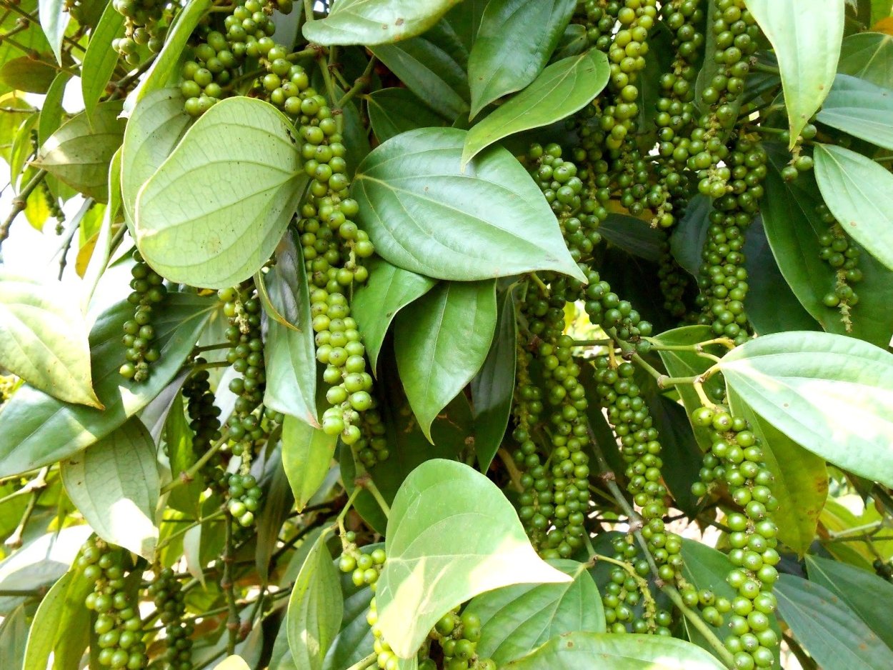 Ямайский перец растение