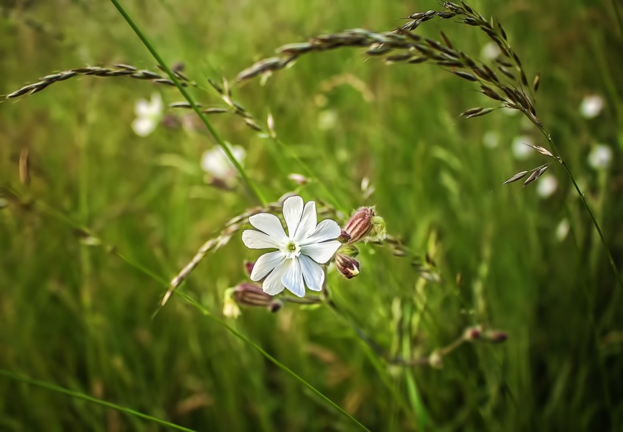 Смолёвка хлопушка обыкновенная