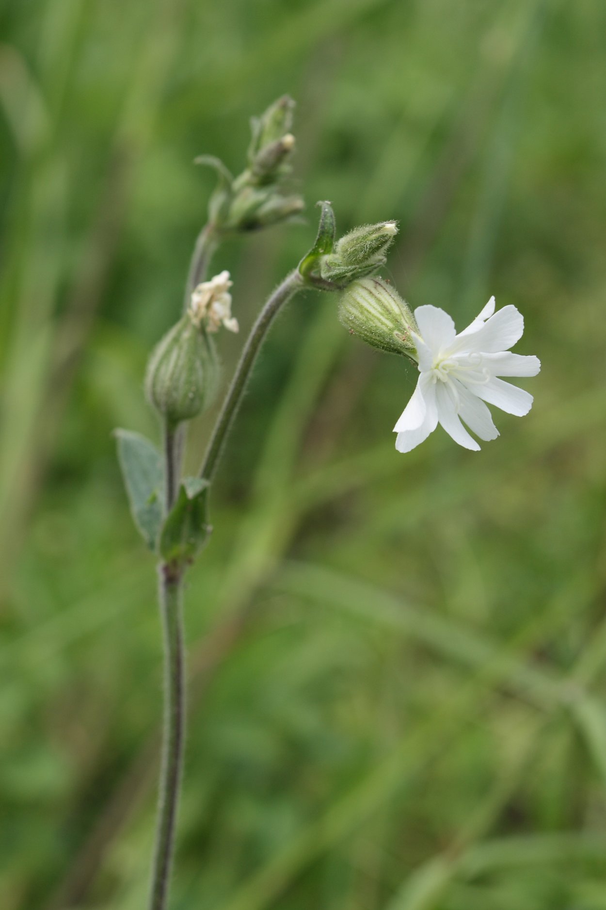 Смолевка Дрема белая