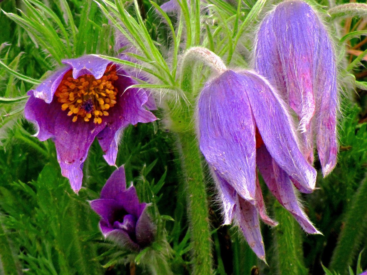 Дрема цветок полевой