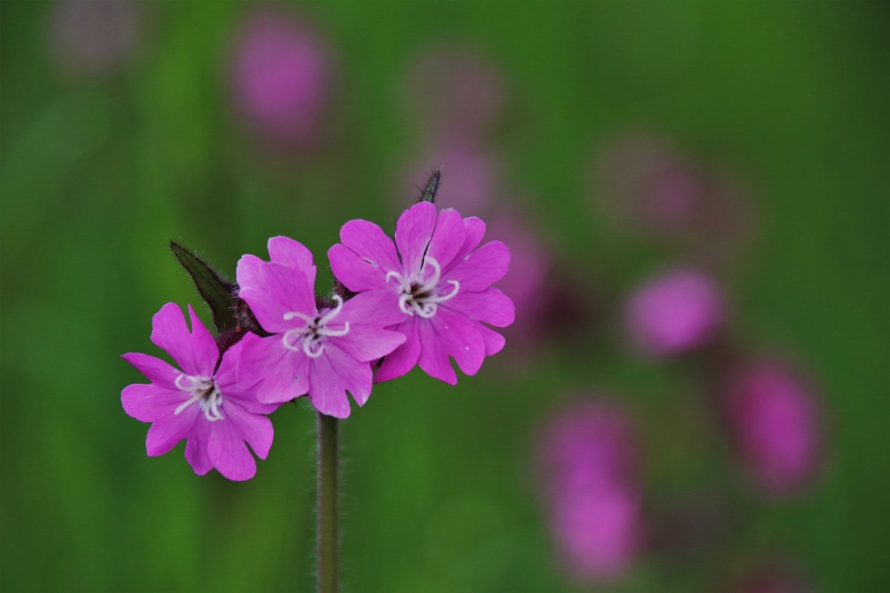 Смолевка Альпийская Альба(Silene Alpestre Alba).