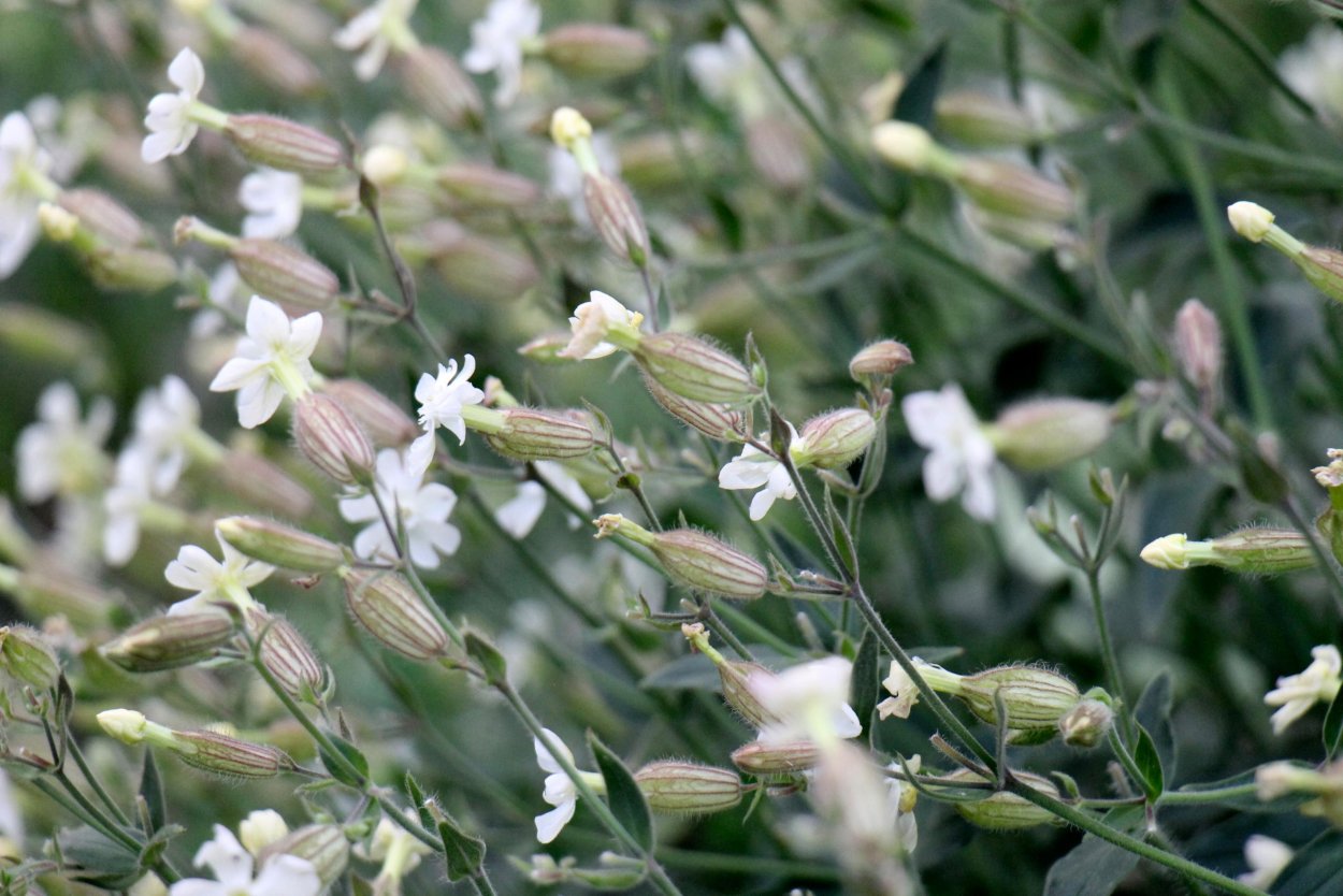 Дрема белая сорняк