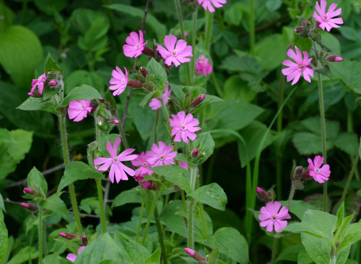 Дрёма белая ( Silene latifolia)