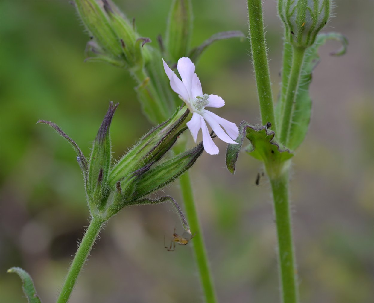 Red Campion растение