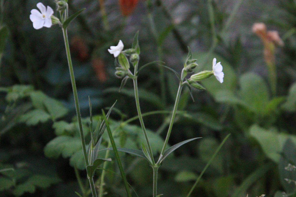 Дрёма двудомная