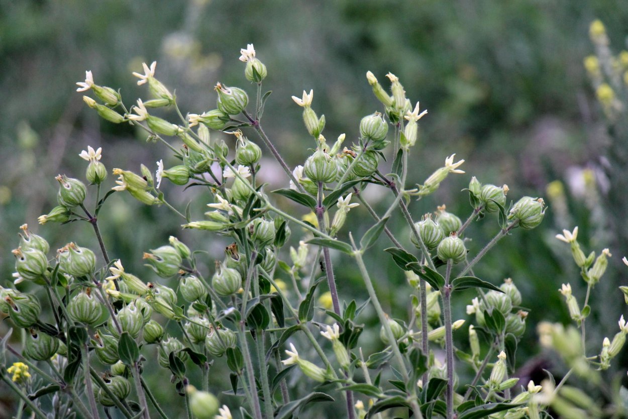 Кэмпион цветок