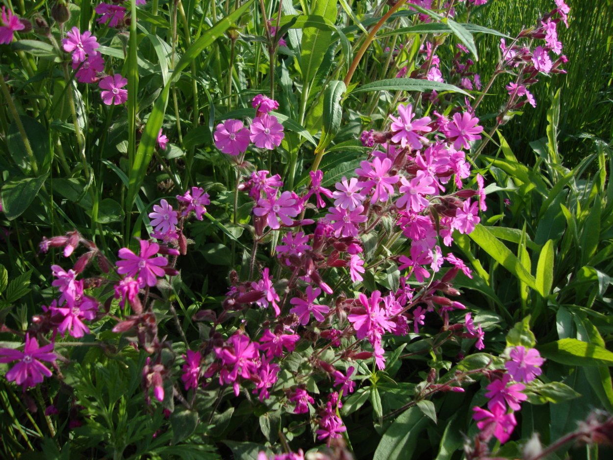 Дрема Ерема