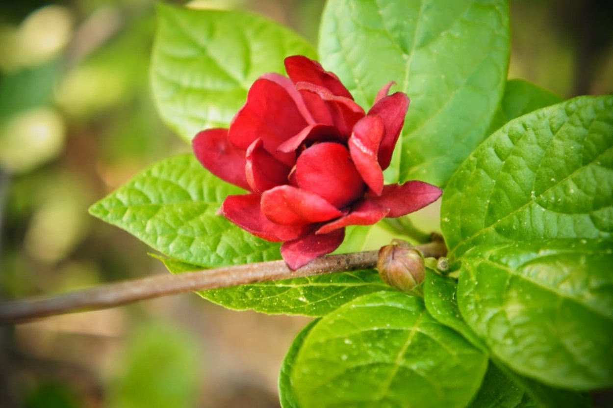 Pimenta перец растение