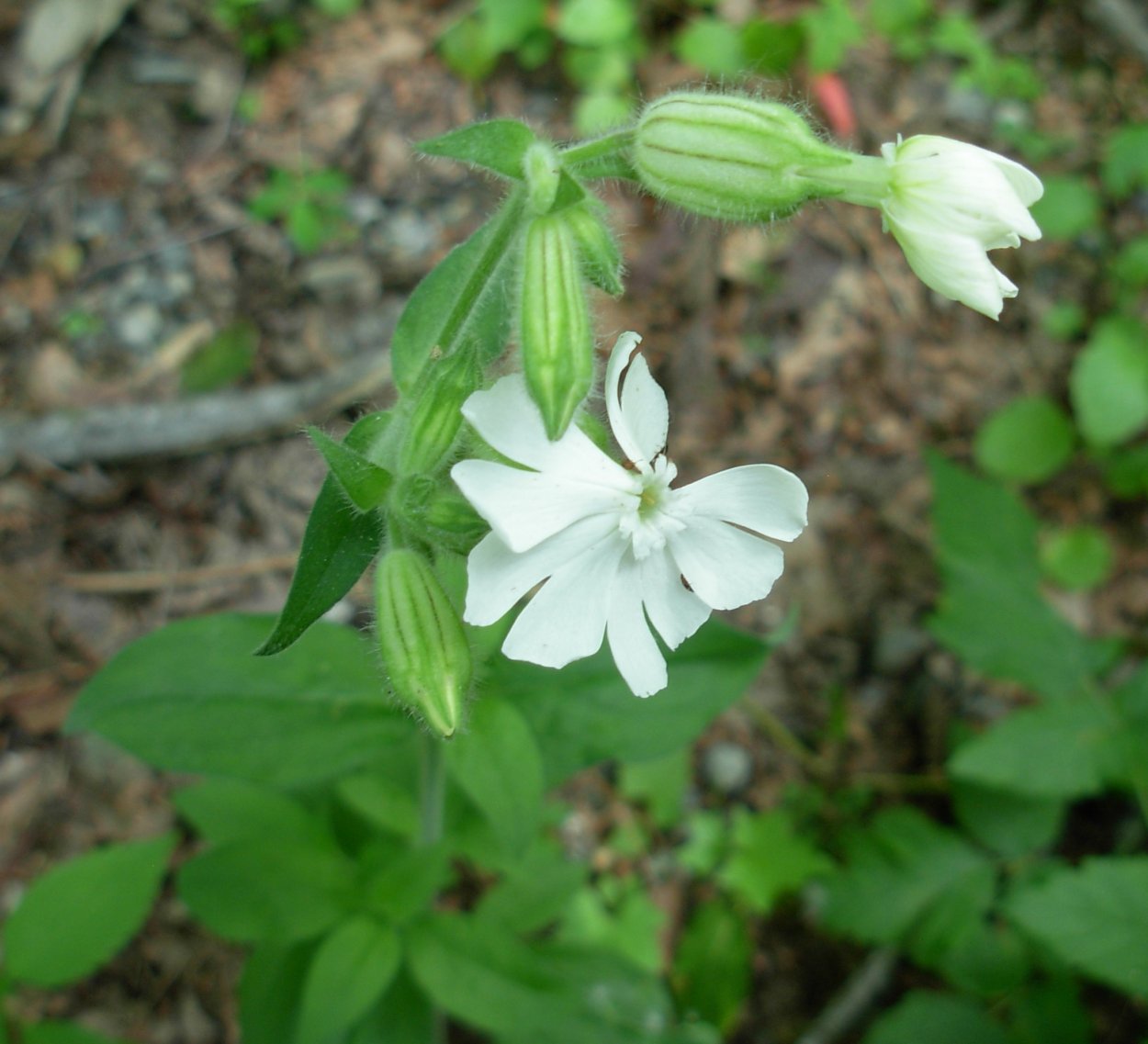 Дрёма белая (Melandrium album)