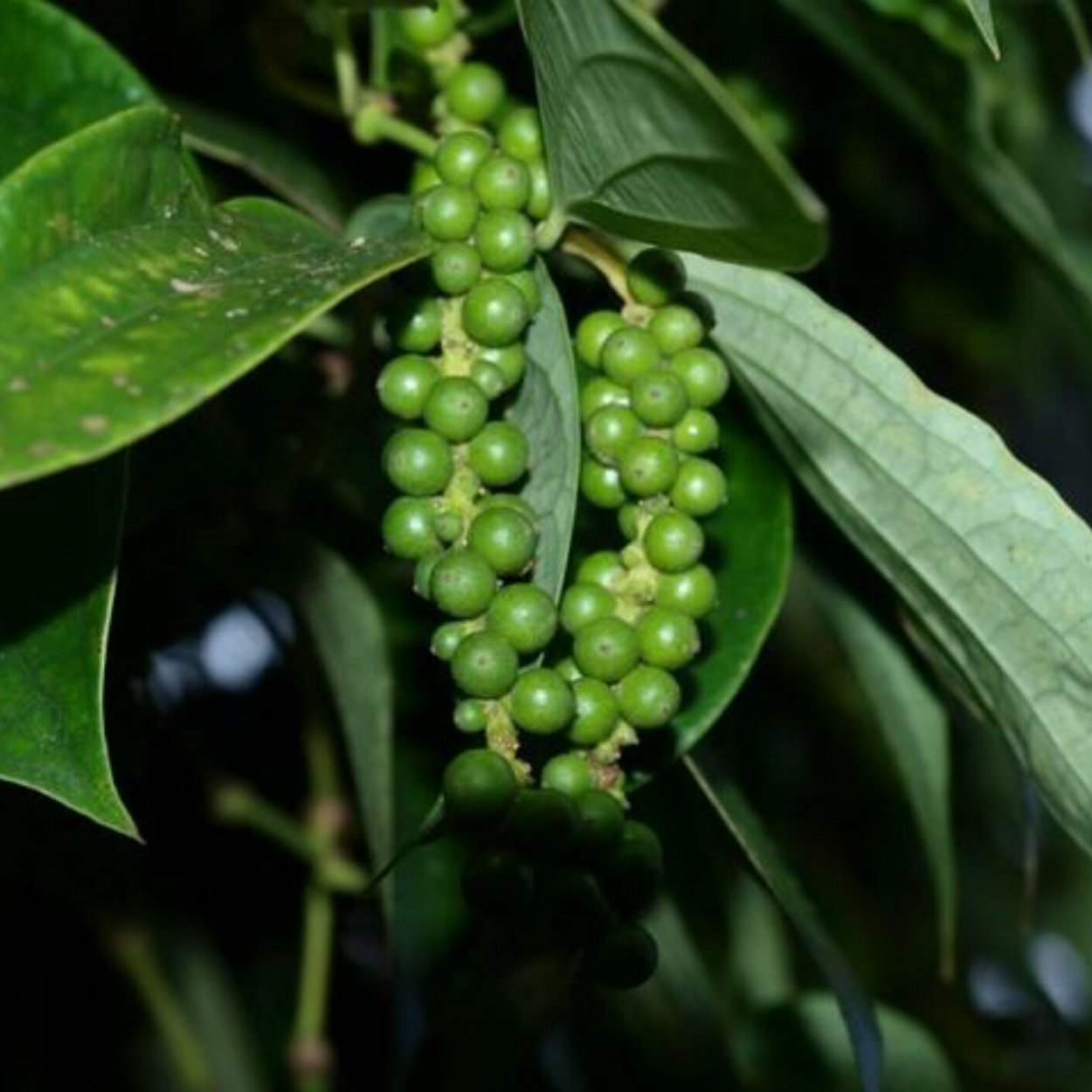 Черный перец Лиана