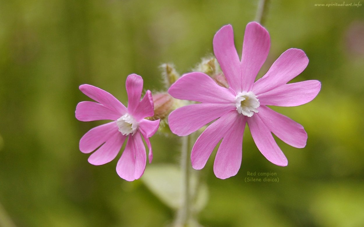 Смолевка Луговая белая