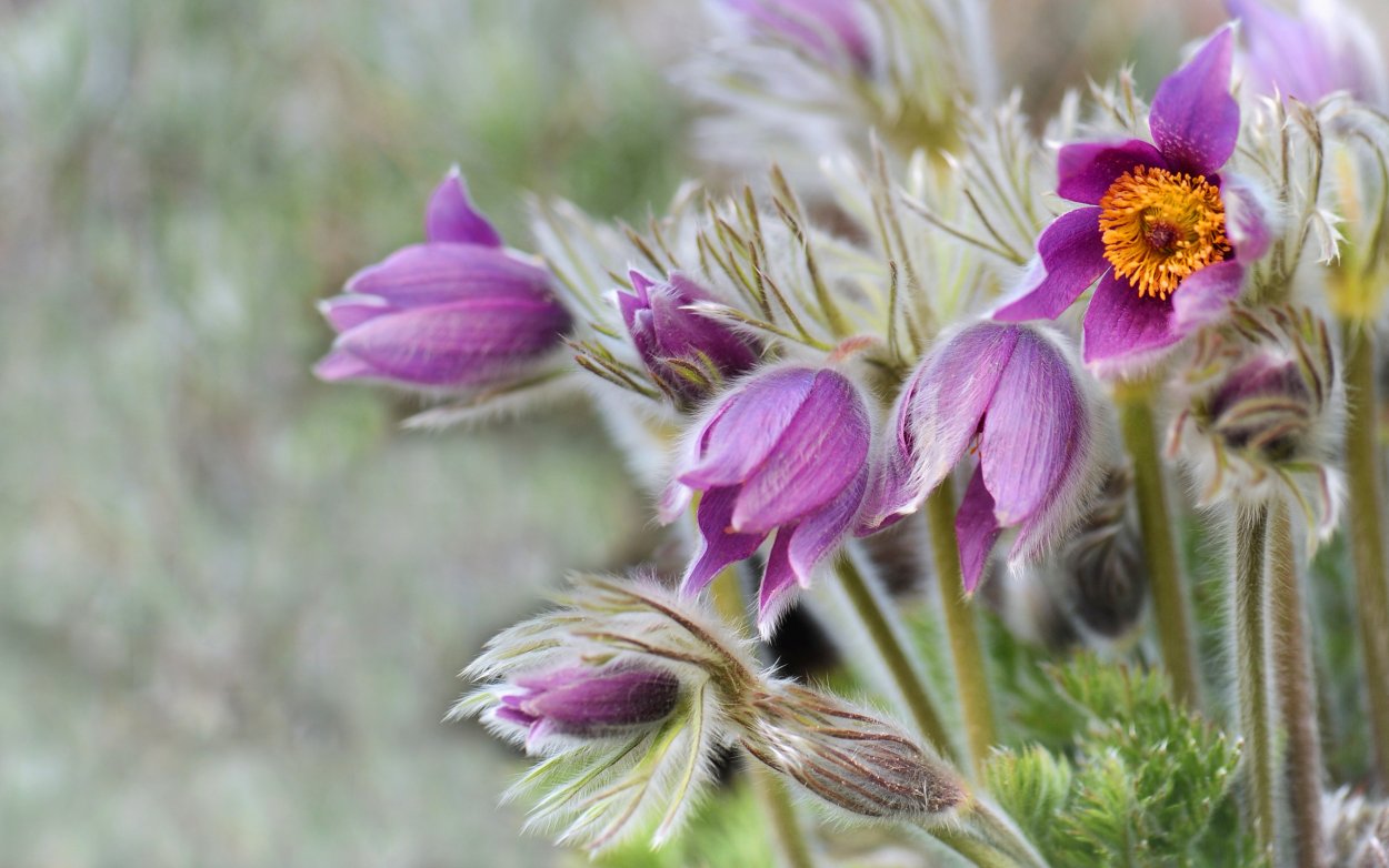 Смолёвка поникшая цветет ночью