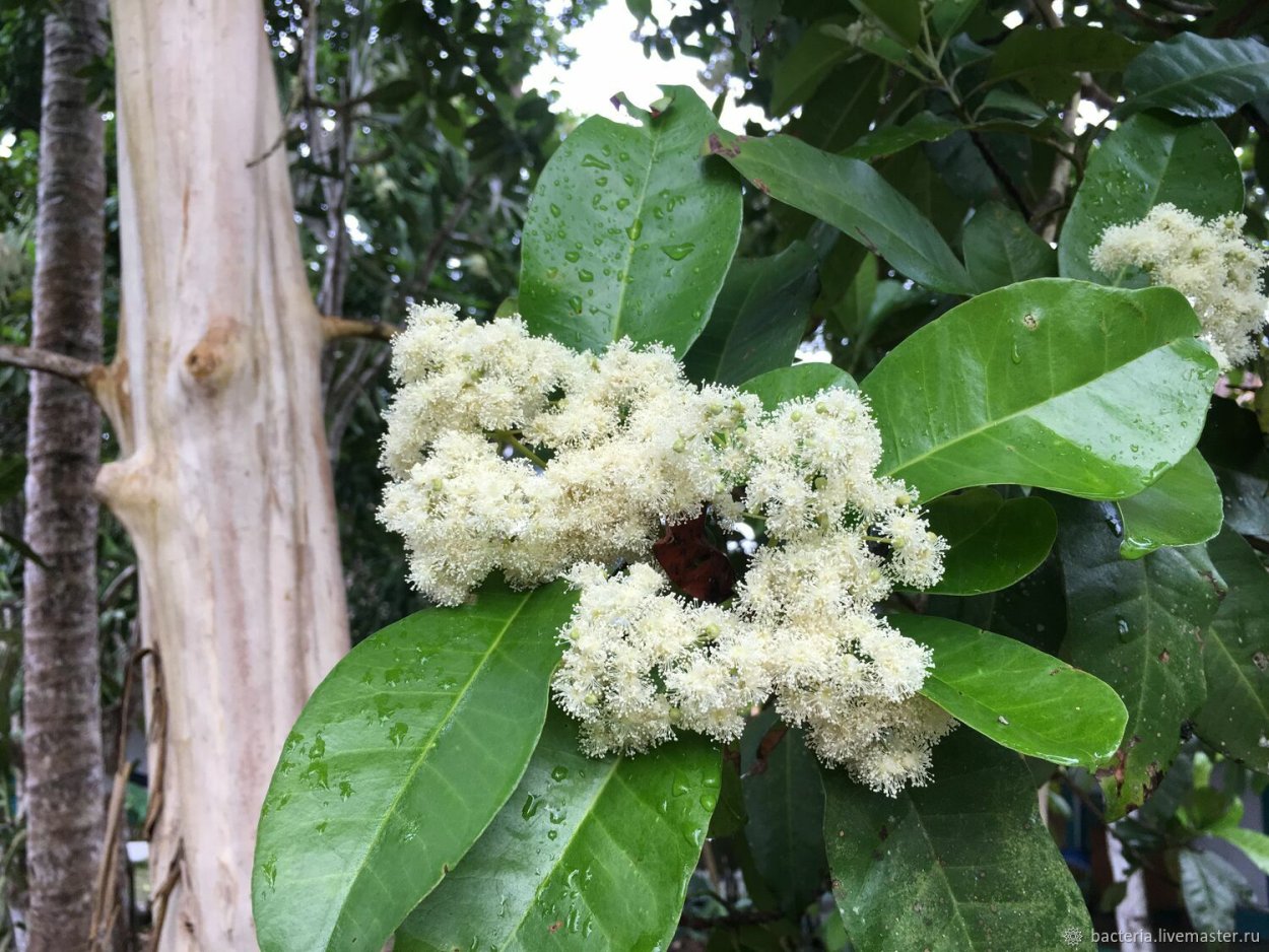 Перец черный Piper nigrum