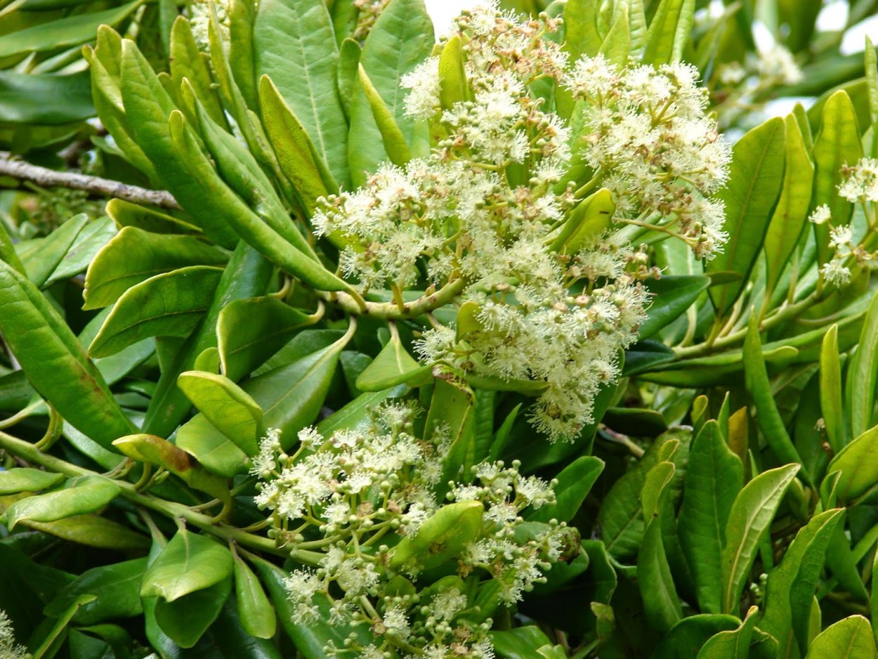 Перец черный горошек растение