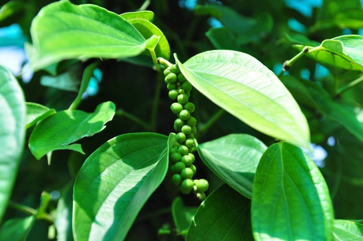 Душистый перец арт