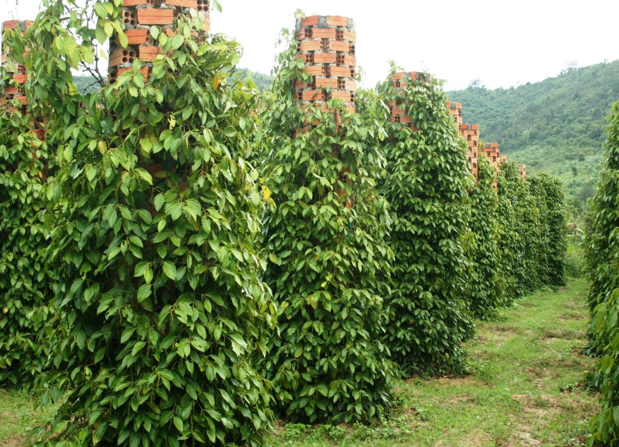 Пимента двудомная