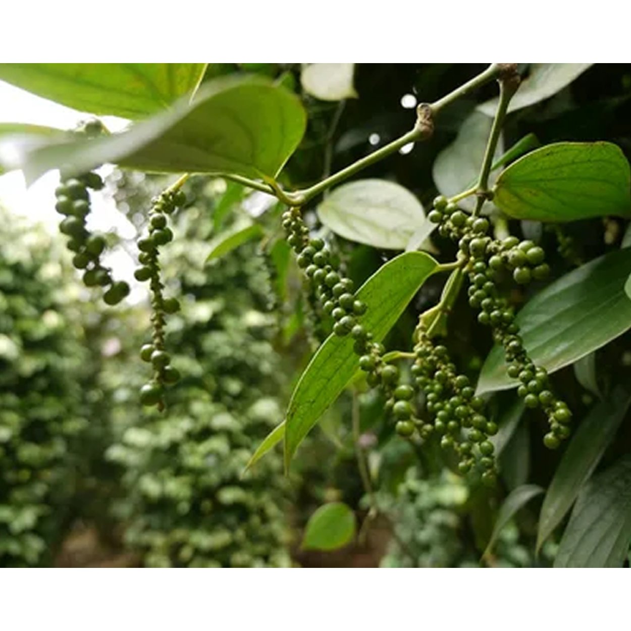 Красный душистый перец