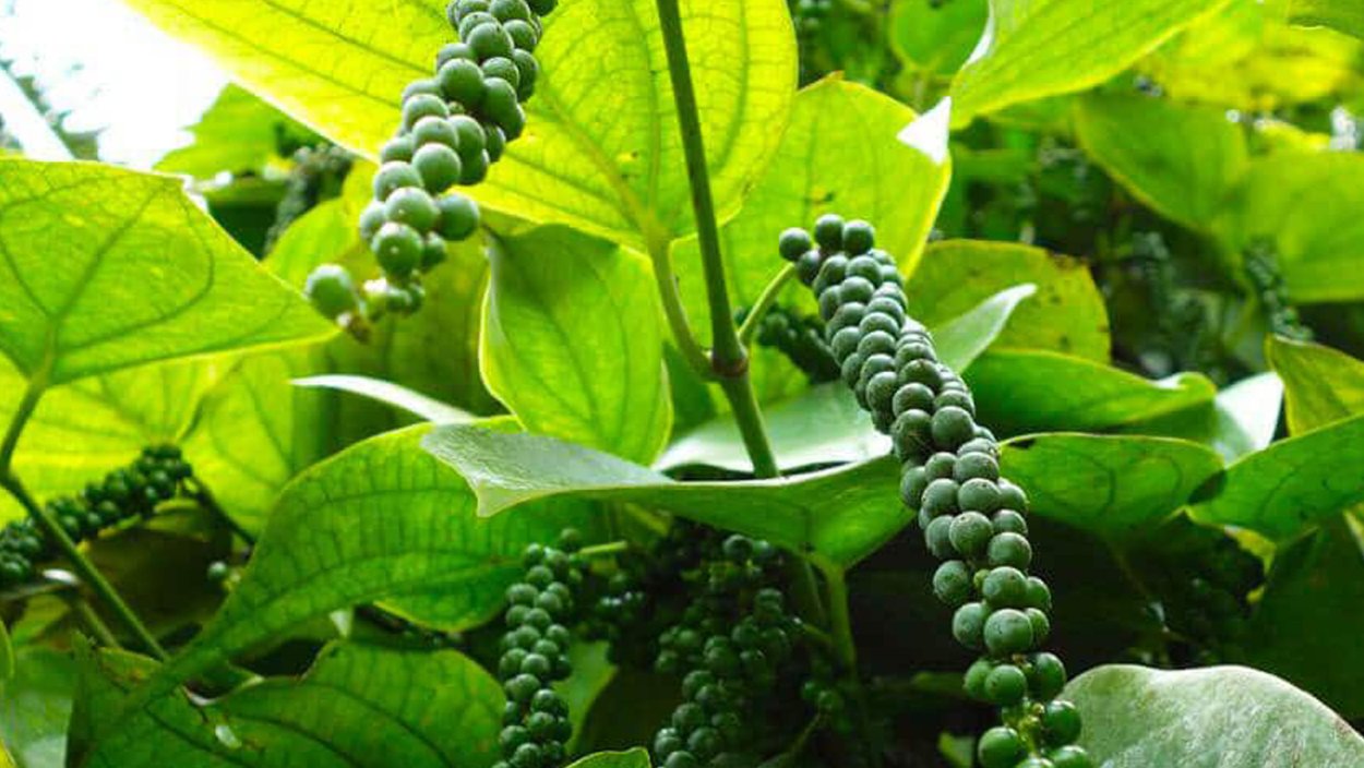 Лиана Piper nigrum