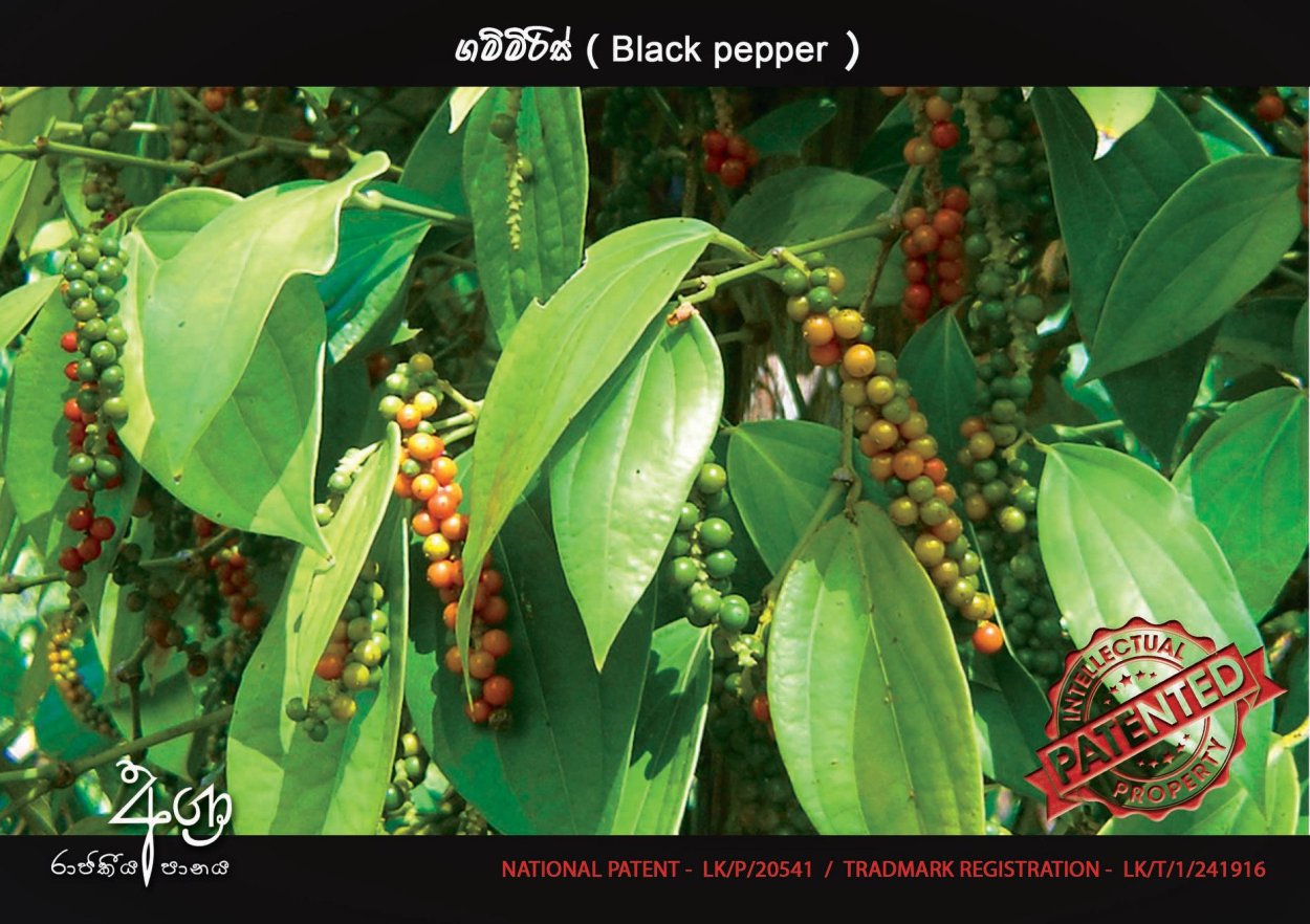 Черный перец Лиана