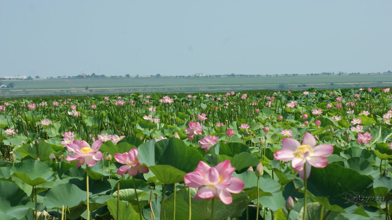 Шато Тамань виноградники