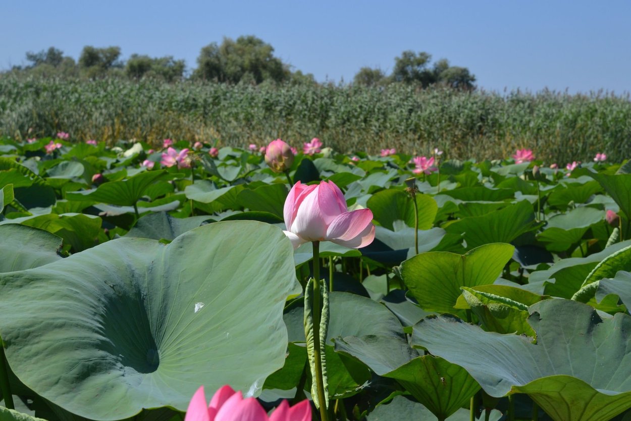 Карта Темрюкского района с населенными пунктами