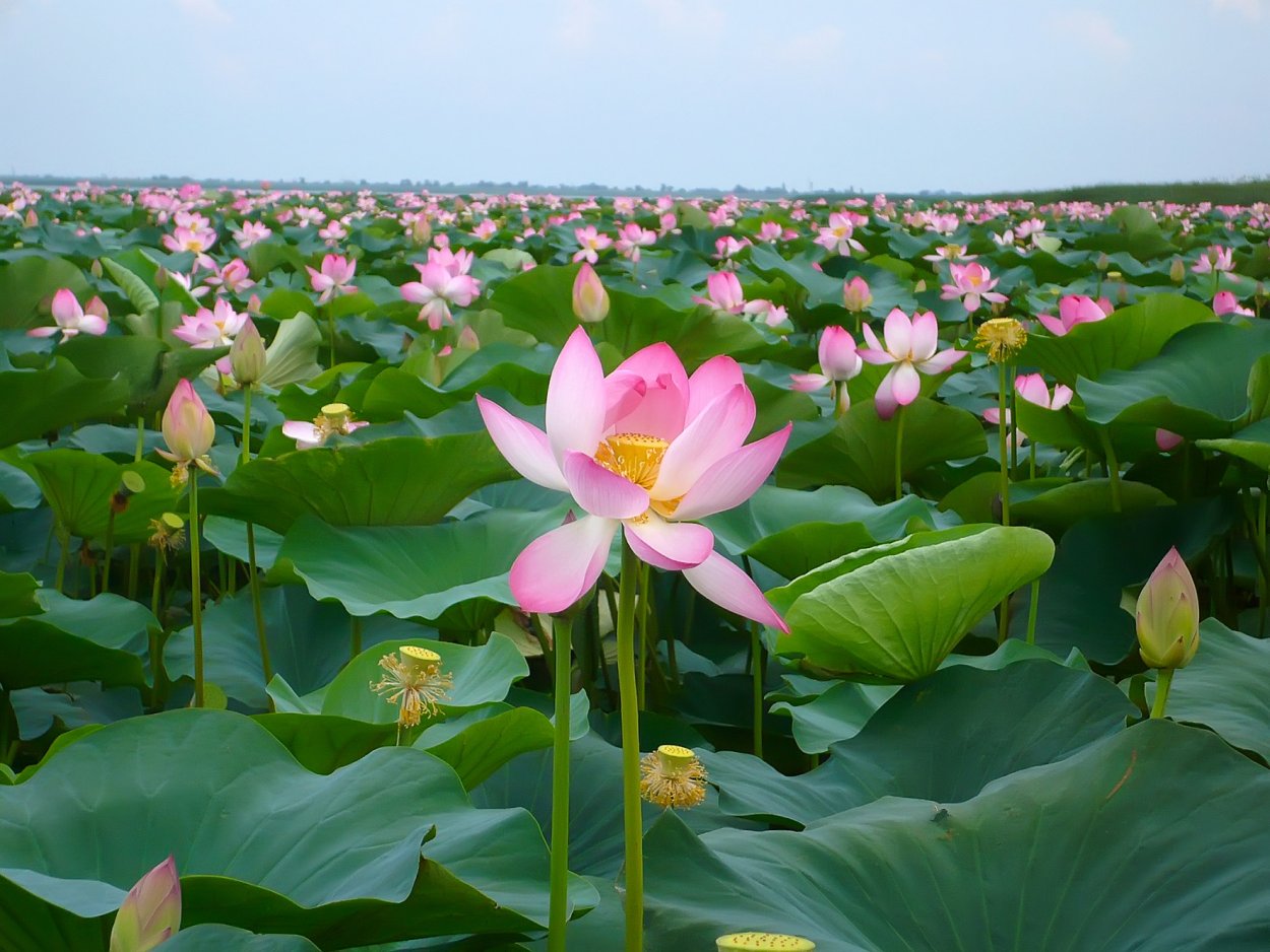 Растительный мир Таманского полуострова