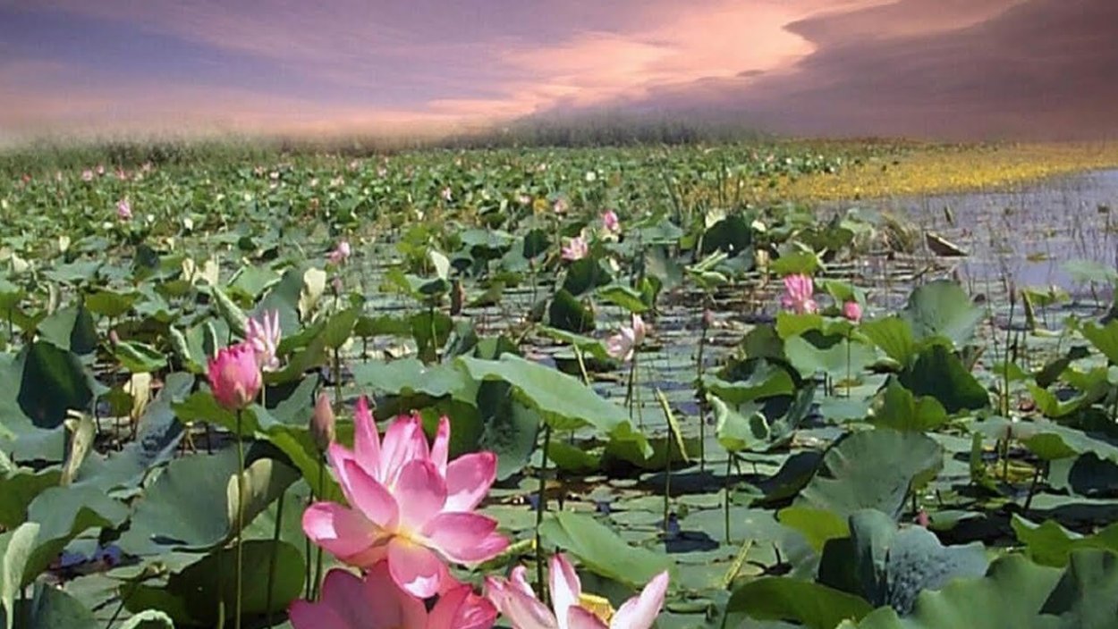 Ахтанизовский Лиман Долина лотосов