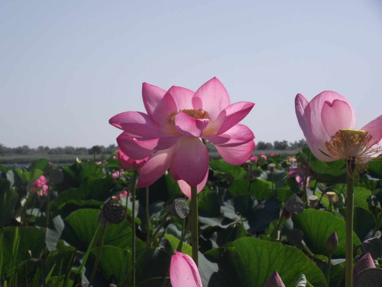 Темрюк Таманский полуостров