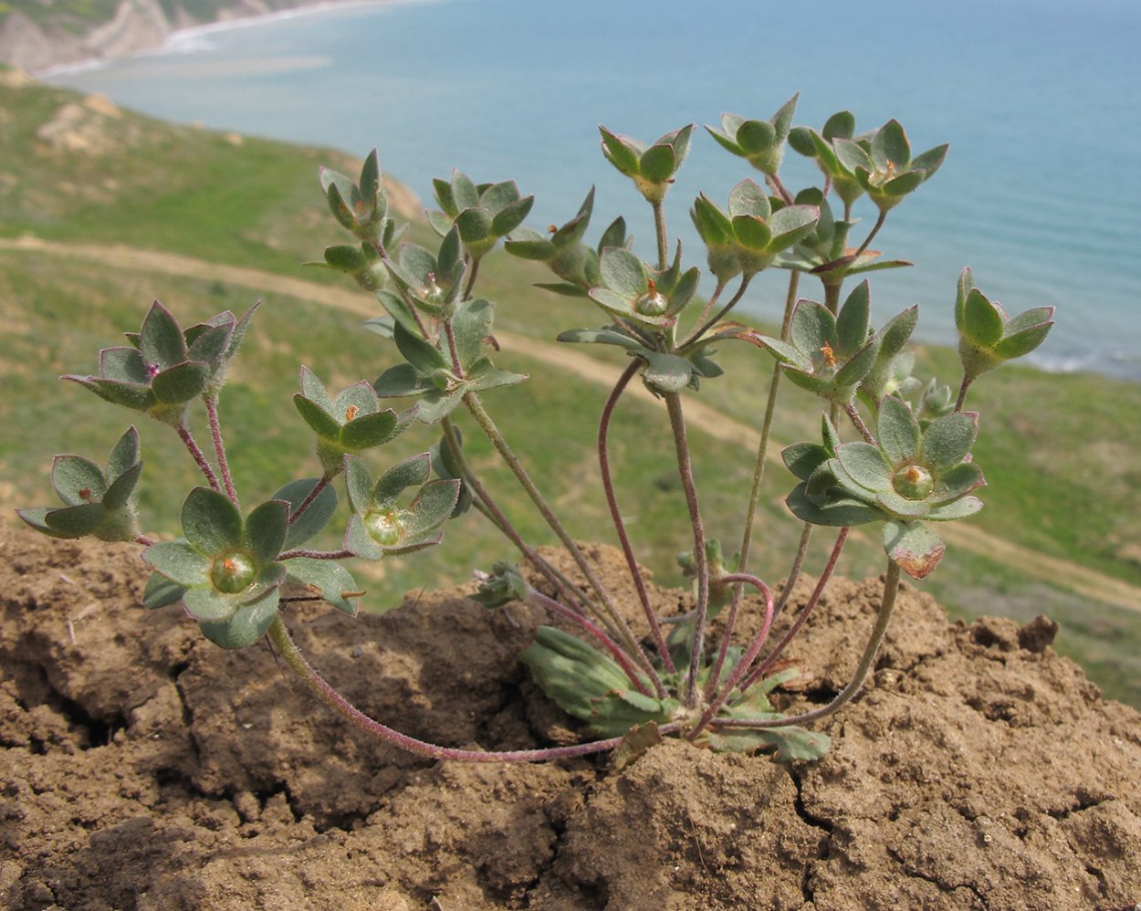 Долина индийских лотосов в Краснодарском крае