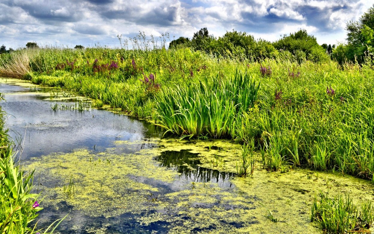Тина Болотная