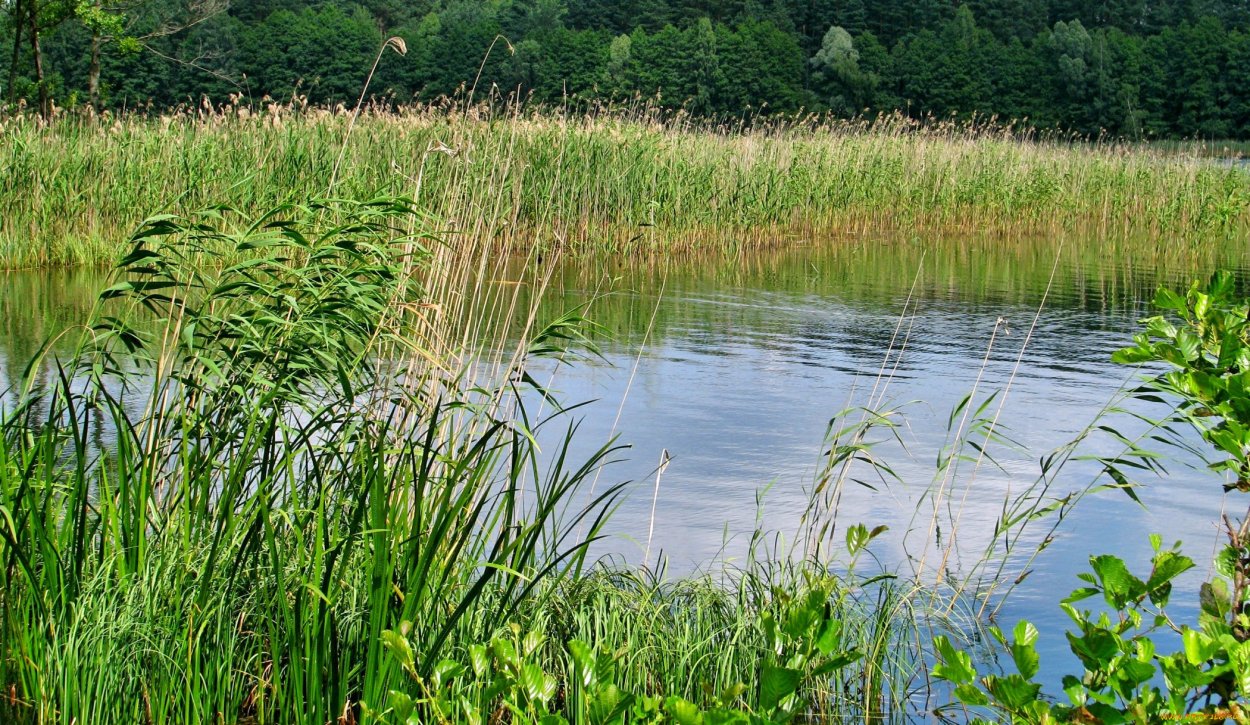 Озеро рогоз камыш