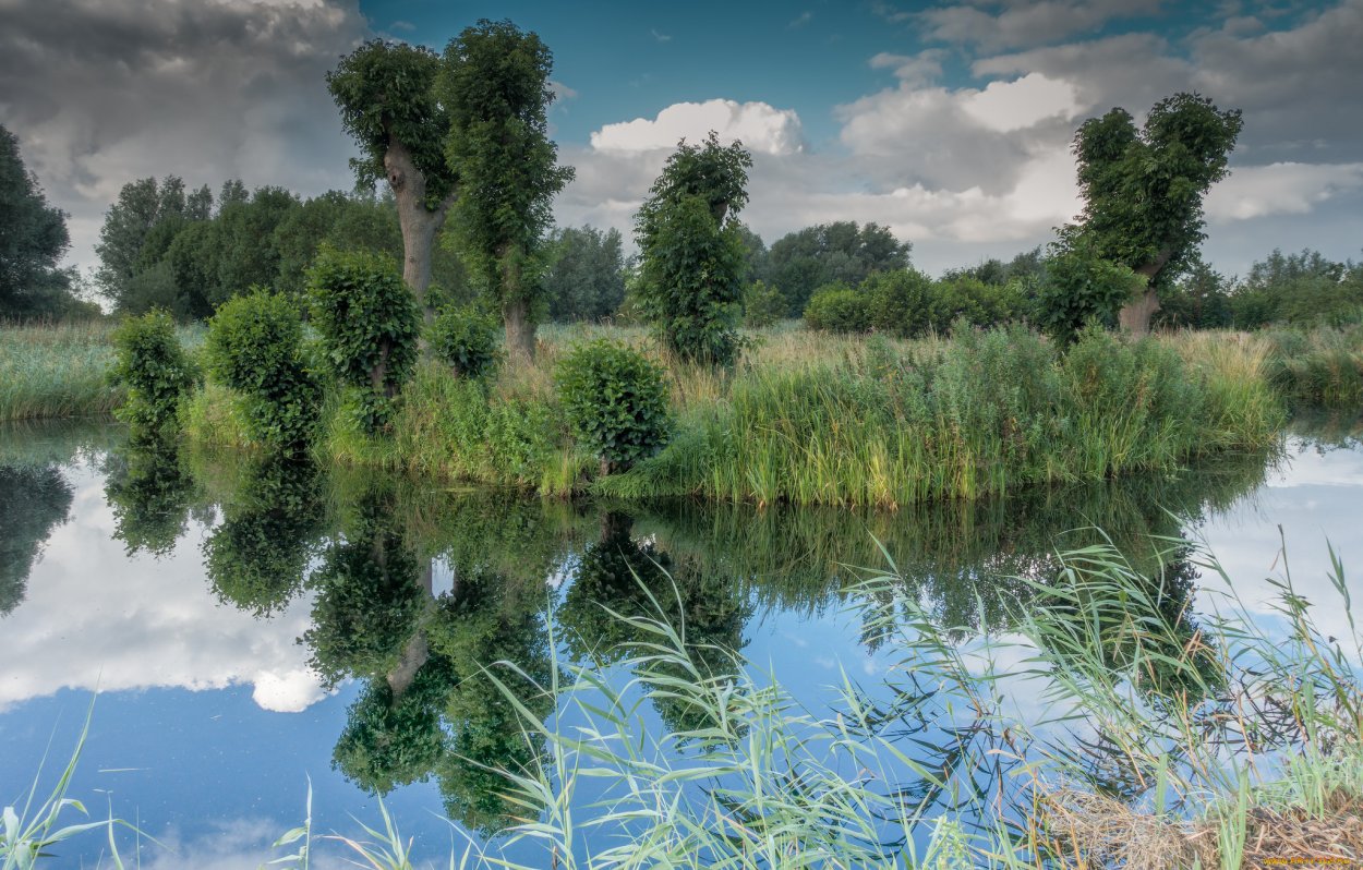 Пруд Рогоза пейзаж