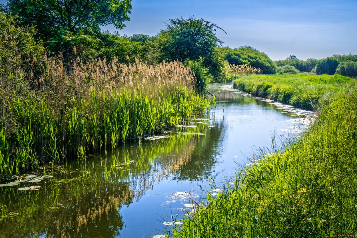 Река Урал камышовые заросли