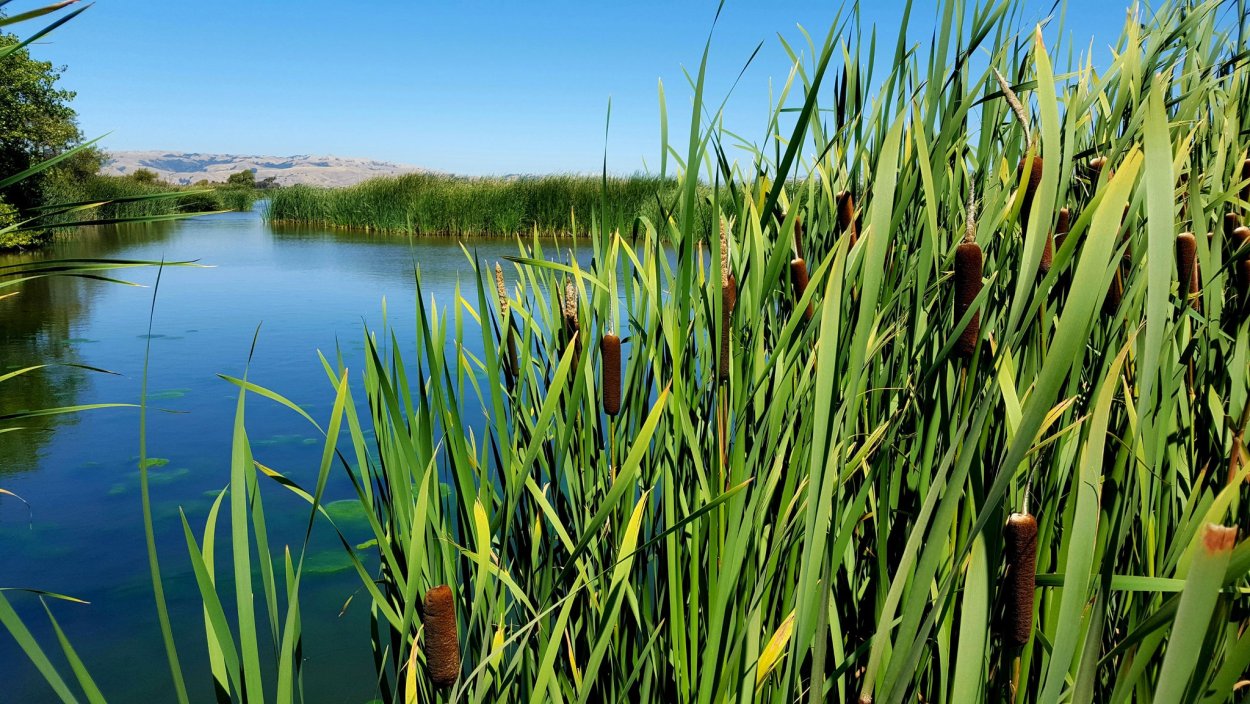 Дельта Волги камыш чакан