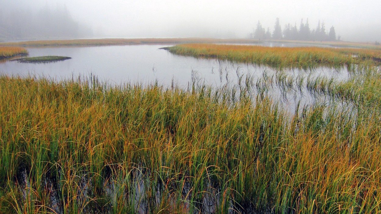 Болота Ростовской области