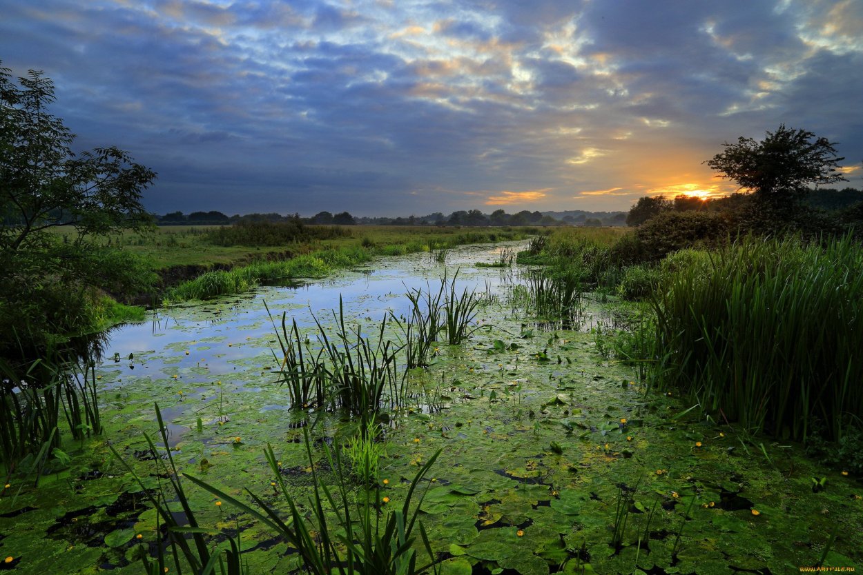 Болото трясина Топь летом