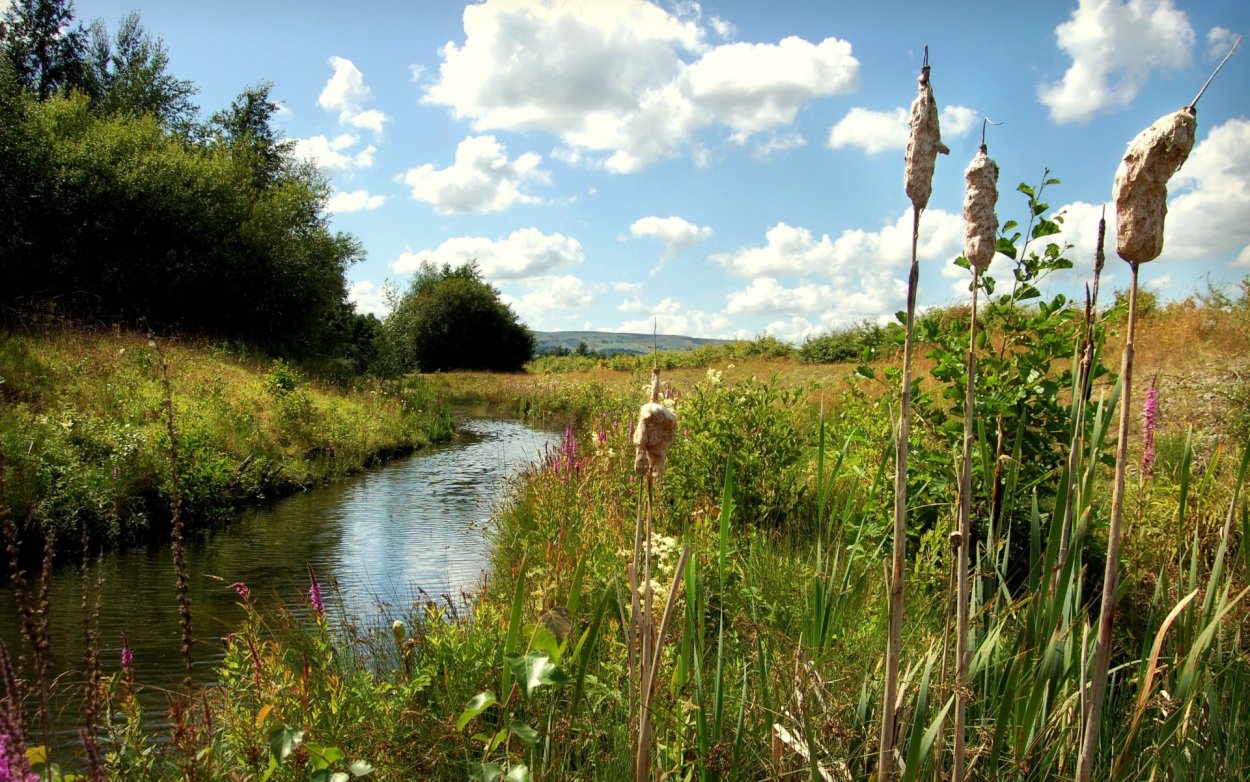 Астрахань пейзаж камыш