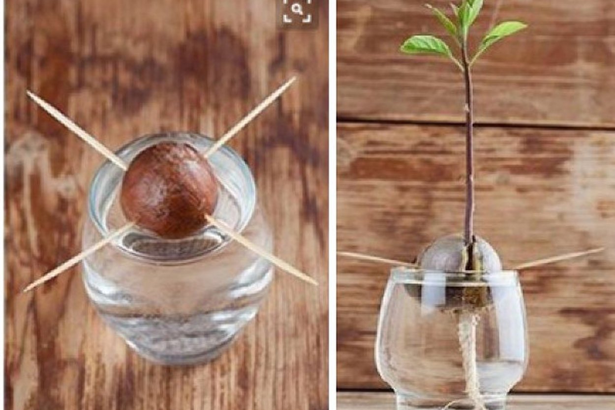 Авокадо с круглой косточкой