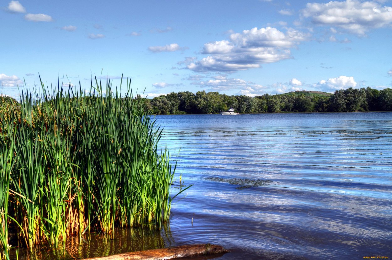 Берег реки Кубань камыши