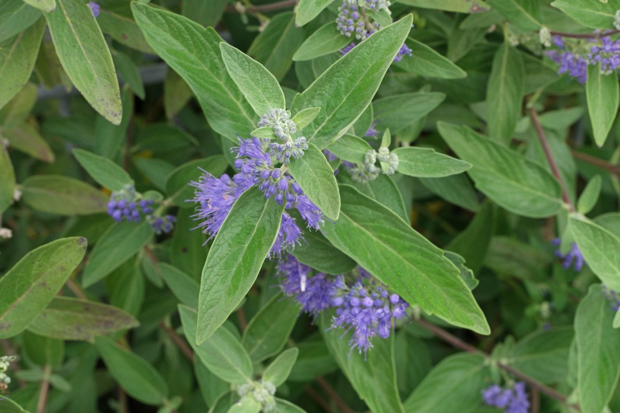 Кариоптерис кландоненский