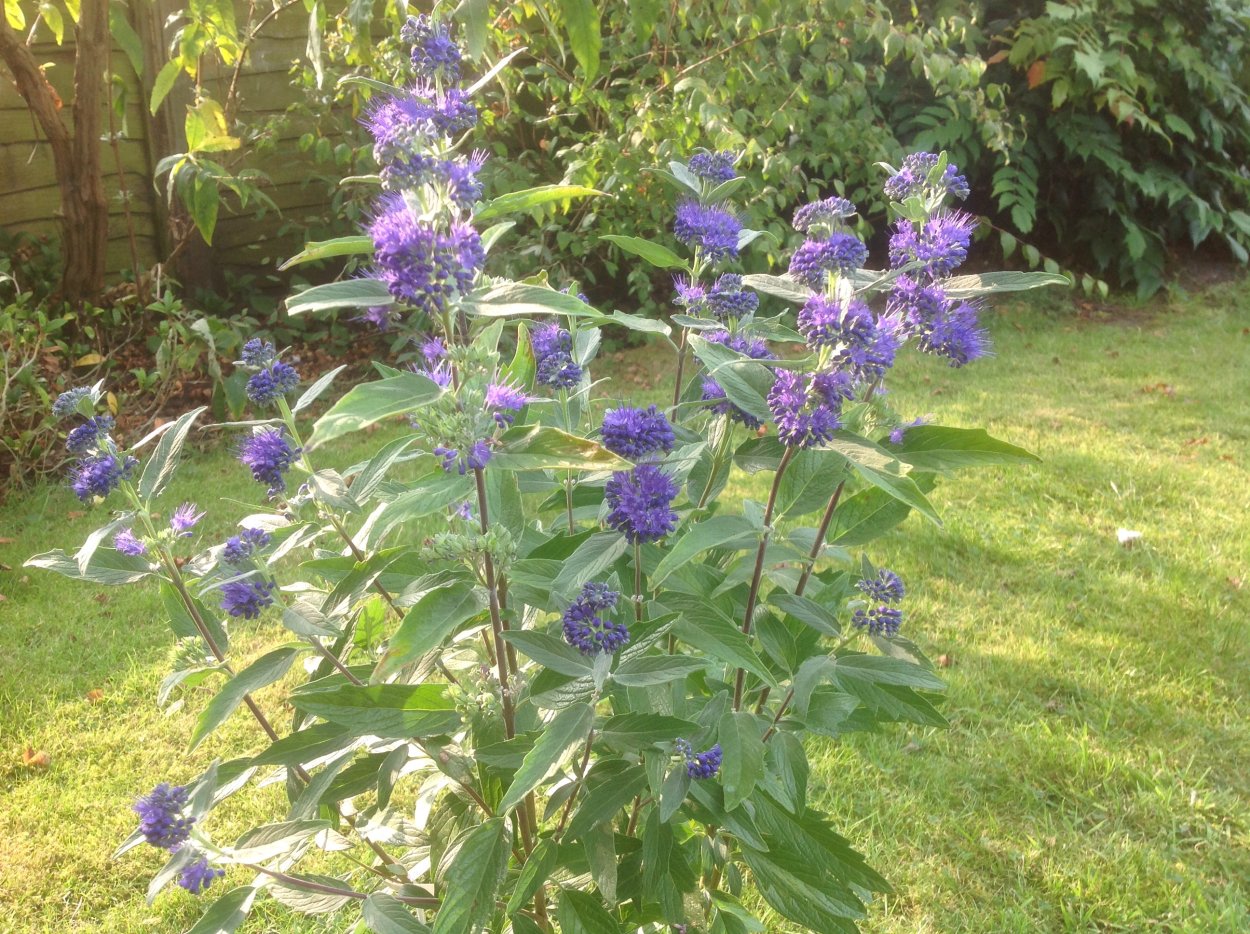 Кариоптерис кландоненсис Dark Knight фото