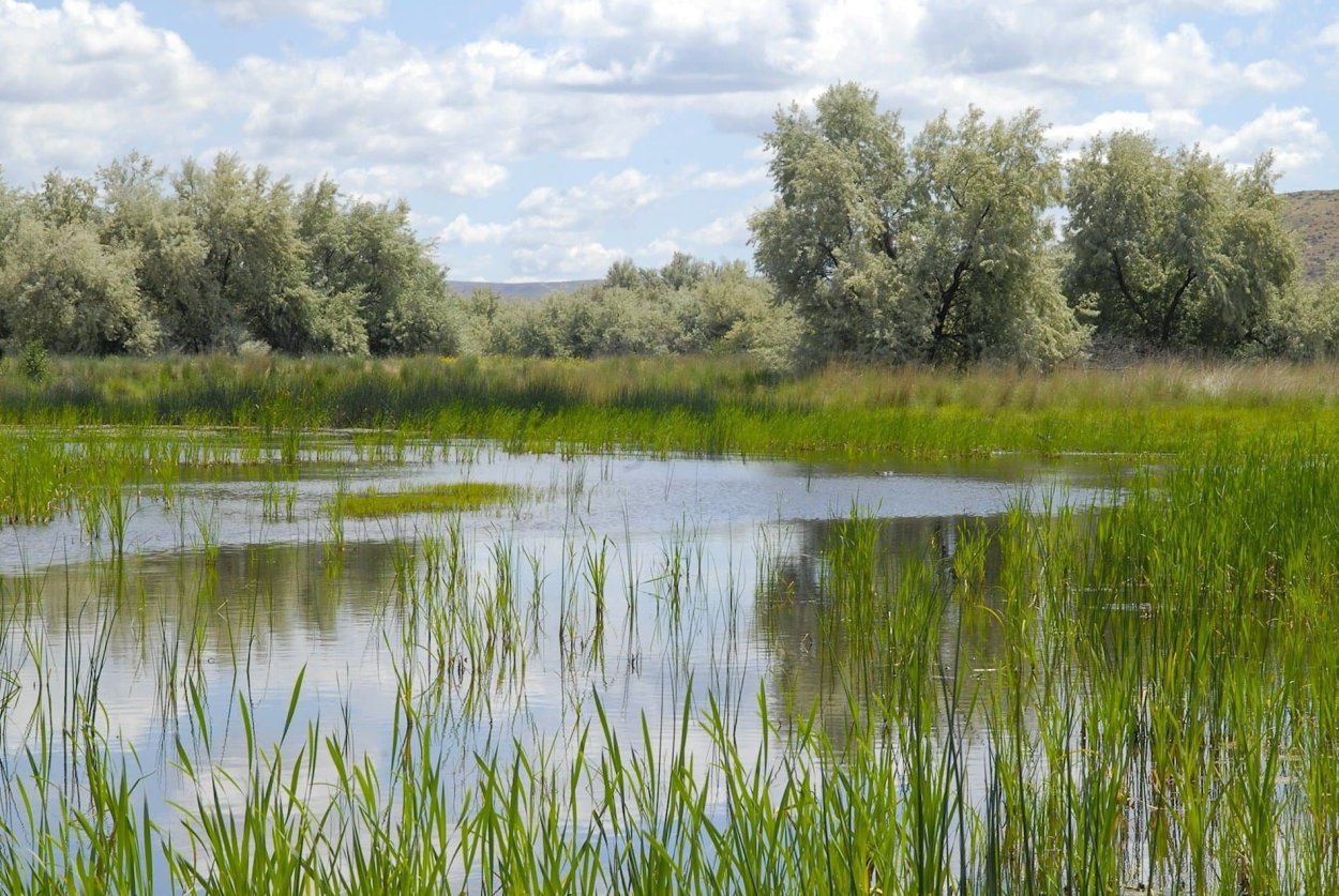 Астраханские болотистые Луга