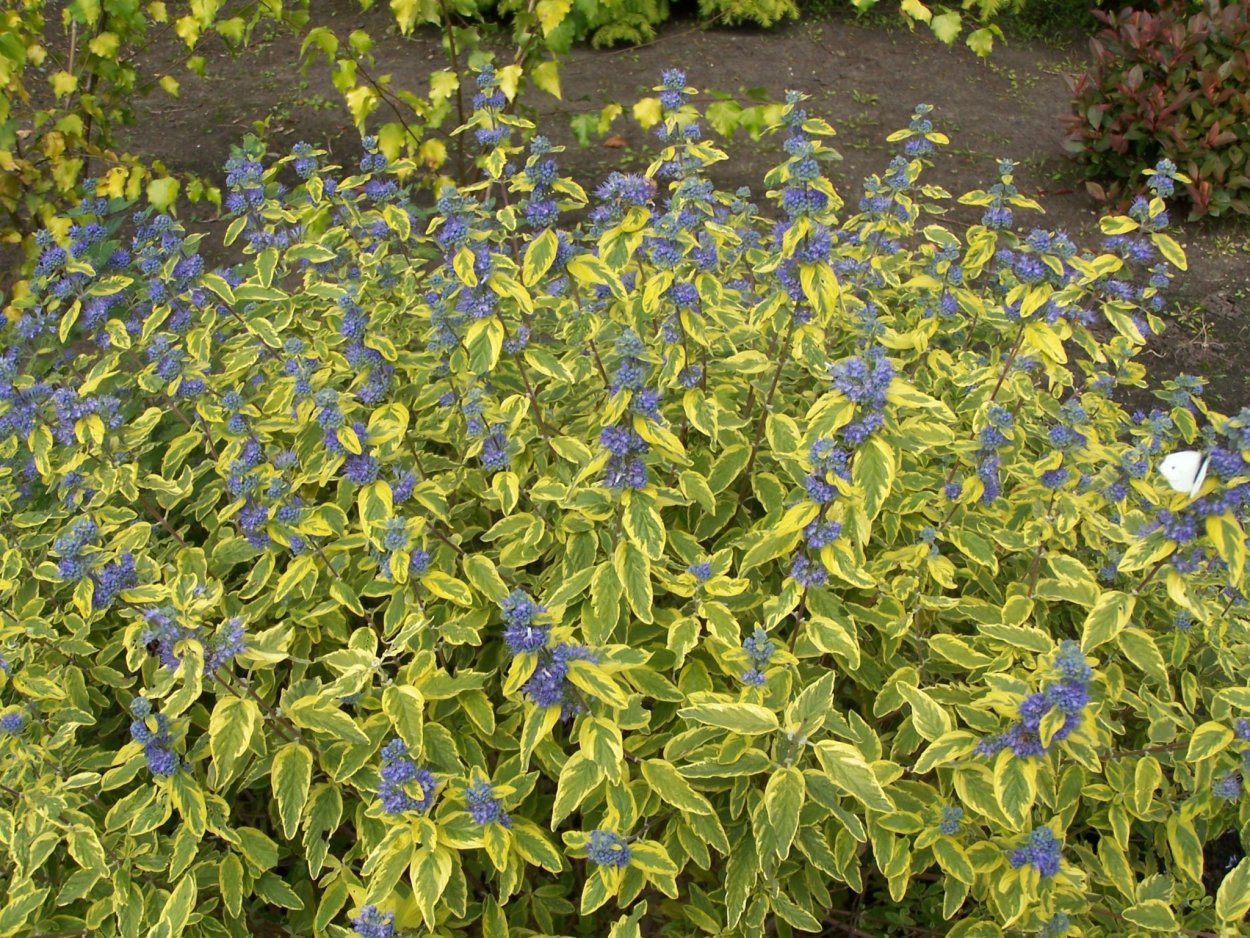 Кариоптерис цветок многолетний