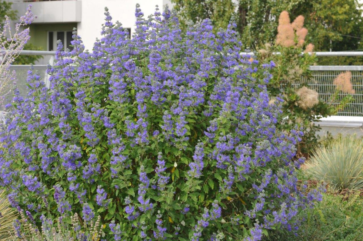 Кариоптерис Hint of Gold