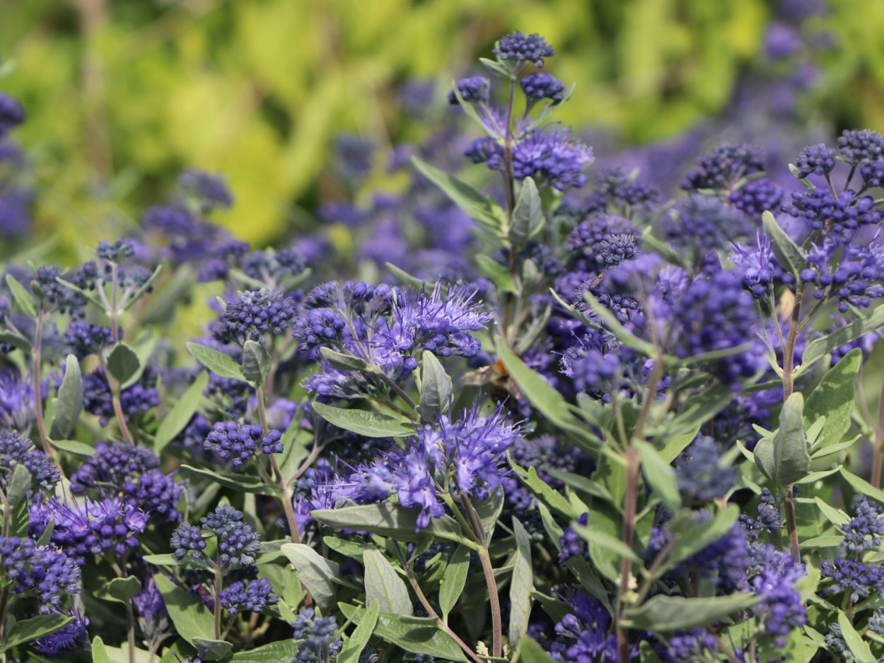 Кариоптерис кландоненский