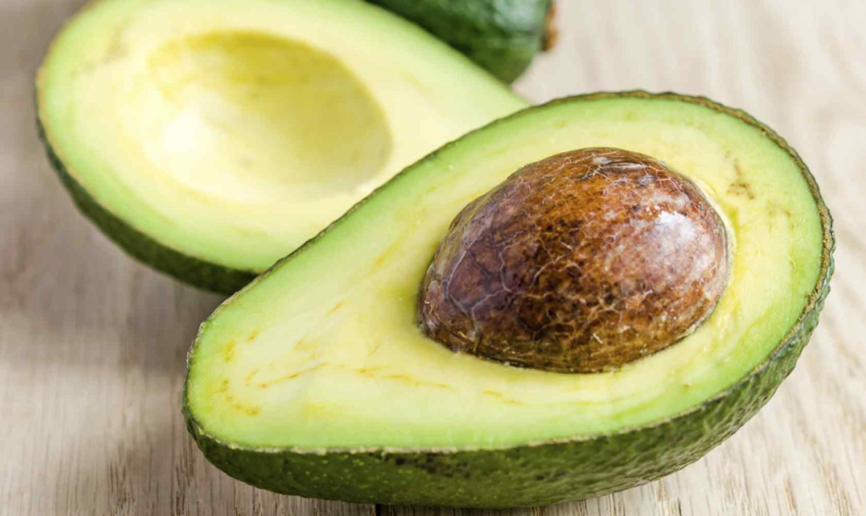 Авокадо Хаас растение