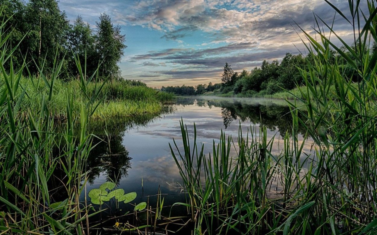 Пейзаж с камышами
